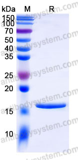 Recombinant Human NPPB Protein, N-His
