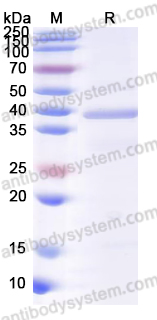 Recombinant Human BPI Protein, N-GST