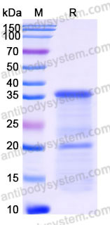Recombinant Human HOXB4 (L175D, E176K, E178K) Protein, N-His