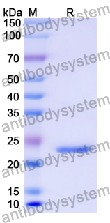 Recombinant Human CD35/CR1 Protein, N-His