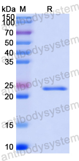 Recombinant Human SPI1 Protein, N-His-SUMO