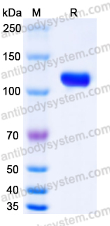 Recombinant Human VCL Protein, Tag free