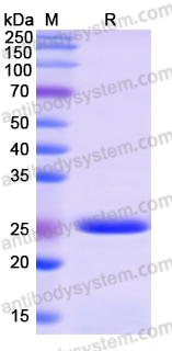 Recombinant Human NELFE Protein, N-His-SUMO & C-Strep