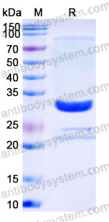 Recombinant Human ATF1 Protein, C-His