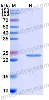 Recombinant Human ATF6 Protein, N-His-SUMO & C-Strep
