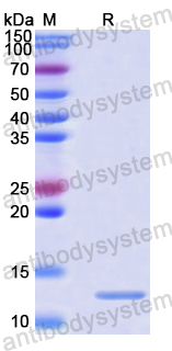 Recombinant Human TFE3 Protein, N-His