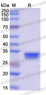 Recombinant Human RXRA Protein, N-His