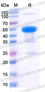 Recombinant Human NFKB1 Protein, N-His
