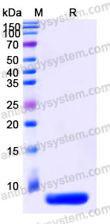 Recombinant Human CXCL2/GRO-beta/MIP2-alpha Protein, Tag free