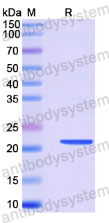 Recombinant Human RAB4A Protein, N-His