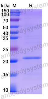 Recombinant Human RAB6A Protein, N-His