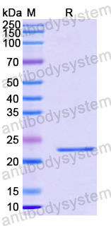 Recombinant Human NR1D1 Protein, N-His