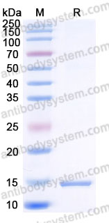 Recombinant Human PVALB Protein, C-His