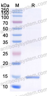 Recombinant Human NTF3/NGF2 Protein, Tag free