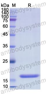 Recombinant Human PTN Protein, N-His