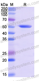 Recombinant Human ATP6V1B2 Protein, N-His