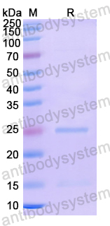 Recombinant Human ATP6V1C1 Protein, N-His-SUMO & C-Strep