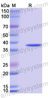 Recombinant Human TAF1 Protein, N-His