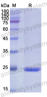 Recombinant Human CD72 Protein, N-His