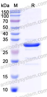 Recombinant Human CD72 Protein, N-Trx-His