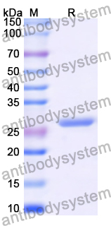 Recombinant Human PCMT1 Protein, N-His