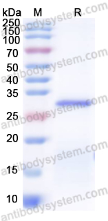 Recombinant Human FBL Protein, N-His