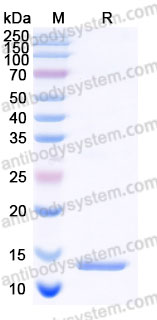 Recombinant Human CCL1/I-309 Protein, Tag free