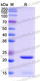 Recombinant Human RPS3 Protein, N-His