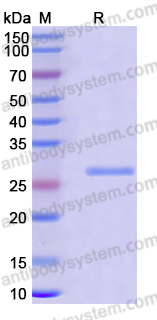 Recombinant Human GLRA1 Protein, N-His