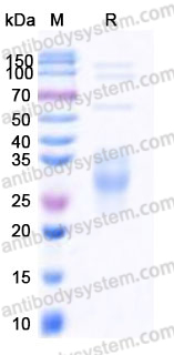 Recombinant Human NFYA Protein, N-GST