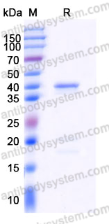 Recombinant Human NFYA Protein, Tag free