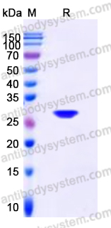 Recombinant Human pro-BDNF (R125A, R127A, R128A) Protein, Tag free