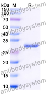 Recombinant Human CD24 Protein, N-GST & C-His