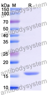 Recombinant Human MPZ Protein, N-His