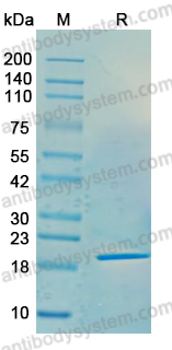 Recombinant Human ELAVL4/HuD/Hu-antigen D Protein, N-His