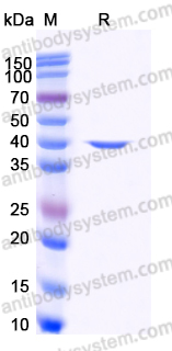Recombinant Human APEX1 Protein, Tag free