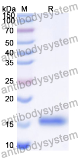 Recombinant Human CD82 Protein, N-His