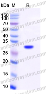 Recombinant Human DCK Protein, N-His-T7
