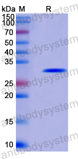 Recombinant Human PDE4A Protein, N-His