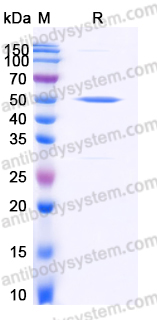 Recombinant Human GCA Protein, N-GST