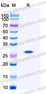 Recombinant Human GCA Protein, Tag free