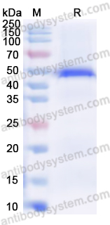 Recombinant Human MZF1 Protein, N-His