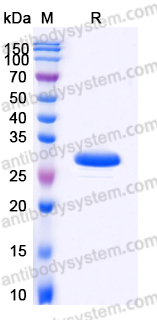 Recombinant Human IMPA1 Protein, N-His