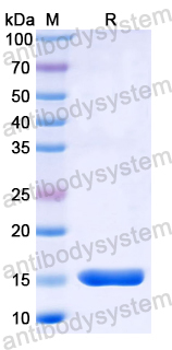 Recombinant Human ADORA2A Protein, N-His