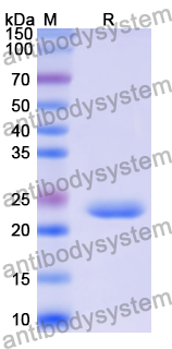 Recombinant Human TACR3 Protein, N-His-KSI