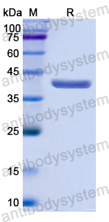 Recombinant Human OAS2 Protein, N-His