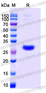 SDS-PAGE for Recombinant Human PBLD Protein, N-His ?>