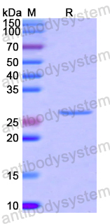Recombinant Human PRDX6 Protein, N-His