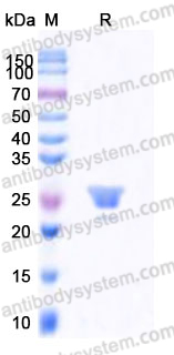 Recombinant Human PRDX3 Protein, Tag free