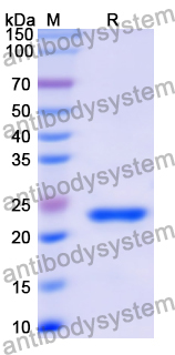 Recombinant Human SLC6A1 Protein, N-His-KSI
